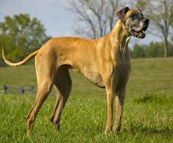 Great Dane A Complete Guide To One Of The Worlds Biggest