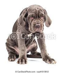 See more ideas about italian mastiff puppies, mastiff puppies, puppies. Young Puppy Italian Mastiff Cane Corso On White Background Canstock