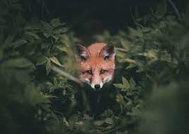 Photographer Captures Majestic Forest Wildlife In Intimate Photographs Animal Photography Wild Animals Photography Animals Beautiful