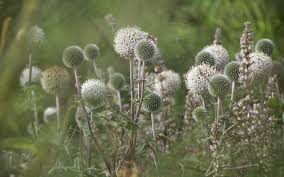 Image result for Echinops
