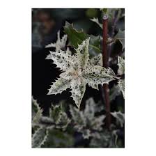 Maybe you would like to learn more about one of these? Ilex Aquifolium Ron S Variegated Ron S Variegated English Holly Broken Arrow Nursery