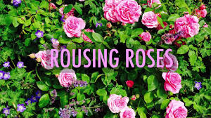 Check spelling or type a new query. Growing Roses How To Plant And Care For Roses The Old Farmer S Almanac