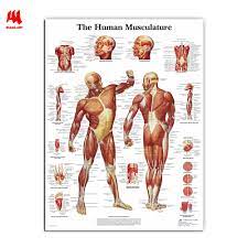 Human body anatomy human anatomy and physiology muscle anatomy medical anatomy respiratory system anatomy art science books cutaway massage therapy. Wangart Human Anatomy Muscles System Art Poster Print Body Map Canvas Wall Pictures For Medical Education Home Decor Jy0717 Wall Pictures Map Canvascanvas Wall Aliexpress
