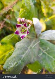 Image result for Gentianaceae