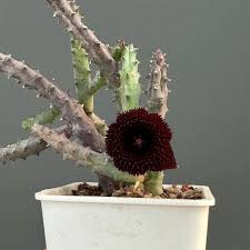 Image result for Huernia