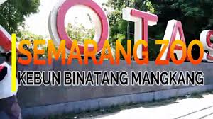 Taman margastwa yang direncanakan pemerintah sebagai pengganti kebun. Piknik Ke Semarang Zoo Kebun Binatang Mangkang Youtube