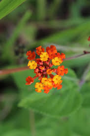 Image result for Lantana tiliifolia