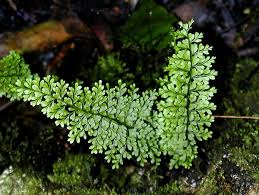 Image result for Asplenium hemitomum