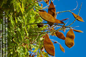 Image result for Millettia grandis