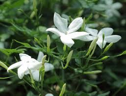 Image result for Jasminum pauciflorum