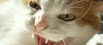 Now, as the cat's mouth is wide open, throw the pill as fast and as deep as you can inside. How To Give A Cat A Pill When He Isn T Happy With The Process Care Com Resources