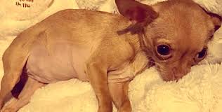If the dog is just twitching, each eyelid will be partially closed. Tiny Chihuahua Forced To Have Puppies For Breeder Couldn T Even Open Her Eyes In The Light