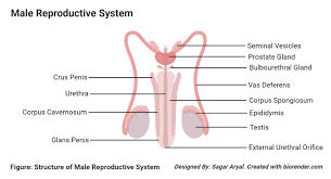 Male anatomy ― front view (unlabelled). Human Male Reproductive System Organs Structure Functions
