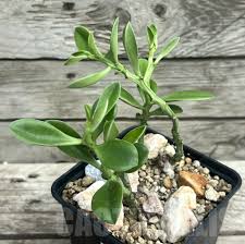 Image result for Euphorbia platyrrhiza