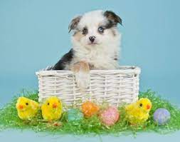 Adorable Dog Dogs Amp Animals Background Wallpapers On Desktop Easter Dog Shepherd Puppies Puppies