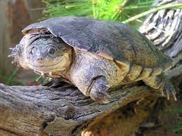 Its smooth, elliptical carapace lacks any pattern and is a uniform dark to light brown. The African Helmeted Turtle Also Known Commonly As The Marsh Terrapin The Crocodile Turtle Or In The Pet Trade As The African Side Necked Turtle Is A Species Of Omnivorous Side Necked Terrapin In