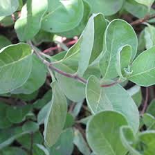 Image result for Vitex fischeri