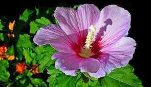 Still bright, but softer and more inviting than orange or red, yellow flowers and bright flowers create a serene environment. Types Of Hibiscus With Their Flowers And Leaves Pictures