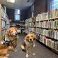 Reading with Finley and Ruby, the Reading Therapy Dogs event image