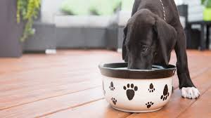 The mother of all pet food recalls occurred in 2007 when reports of dogs and cats unexpectedly suffering kidney failure began flooding in, petmd reports. Elm Pet Foods Others Recall Dog Food Over Vitamin D Loop Barbados