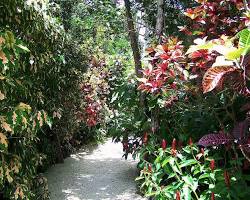Image of Queen Elizabeth II Botanic Park, Cayman Islands