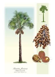 Image result for Chironia flexuosa