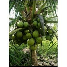 Adek siapa ini kok bar bar banget. Anak Pokok Kelapa Jelly Wangi Macapuno Shopee Malaysia