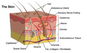 Shave biopsies are employed when the dermatologist suspects that the condition or tumor involves primarily the top layer of the skin (the epidermis). Skin Biopsy Stanford Health Care
