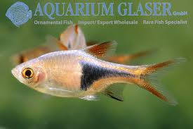 Image result for Heteromorpha