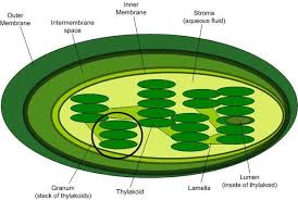 Pin On Plant Biology