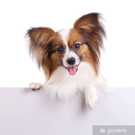 Poster Papillon dog - PIXERS.US
