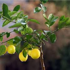 Image result for Citrus × limon