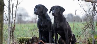 Hvalpene er klar til deres nye hjem d. Forside Kennel Neatmoor