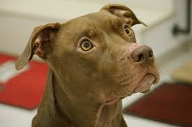 Well i decided to create a set of canisters. 12 Things You Didn T Know About Pit Bulls