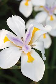 Image result for Dietes