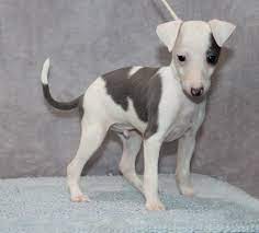 Marchwind Italian Greyhounds Puppies Page 2 Greyhound Puppy Italian Greyhound Puppies Puppy Cuddles