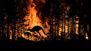 Protección de flora y fauna. Que Especies En Peligro De Extincion Son Las Mas Afectadas Por Los Devastadores Incendios Que Azotan Australia Infobae