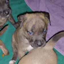 How do you give away puppies? Phoenix Rising Rescue Pensacola Florida
