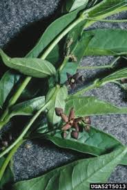 Image result for Cynanchum doleriticum