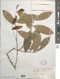 Image result for Hua gabonii