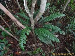 Image result for Blechnum attenuatum