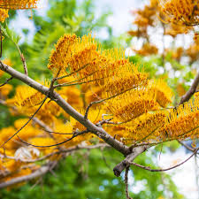 Image result for Grevillea robusta