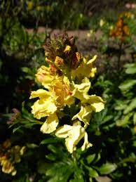 Für einen optimalen boden, diesen vor dem einpflanzen mit organischen materialen bearbeiten. Goldlack Vergessene Sehnsuchtsblume Aus Grossmutters Gartenbeet Nachgeharkt