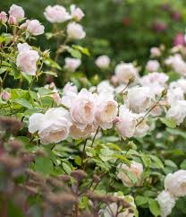 When you plant the rose, be sure to dig a much bigger hole than you think you need (for most types, the planting hole should be about 15 to 18 inches wide) and add plenty of. David Austin Roses Bare Root Roses Container Roses English Roses