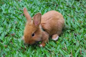 How hard is it to take care of a bunny. How To Take Care Of A Runt Bunny Bunnyhub