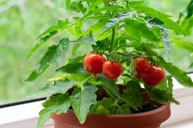 Tomato plants should be grown in a warm areas and receive plenty of sunlight, so choose a sunny spot in your garden. Growing Tomatoes In Pots And Containers For Huge Plants
