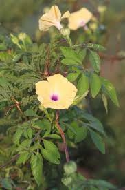 Image result for Ipomoea tuberculata