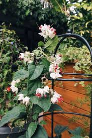 Bleeding heart vine uses tropical bleeding hearts are popularly used as a lovely hanging basket ornament, house plant, garden plant, and a container plant. Metal Stand Plants Flowering Plants Online In Bangalore Garden Metal Obelisk