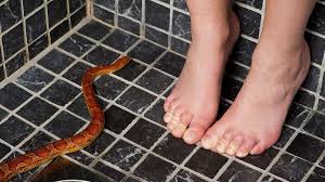When you feel the resistance, you should start to rotate the snake, until the drain opens. Can Snakes Really Come Up A Toilet Pipe Howstuffworks