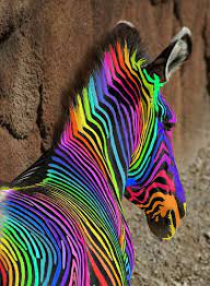 Probably not an original idea but well. So This Is Where My Pants Come From Haha Rainbow Zebra Rainbow Colors Zebra